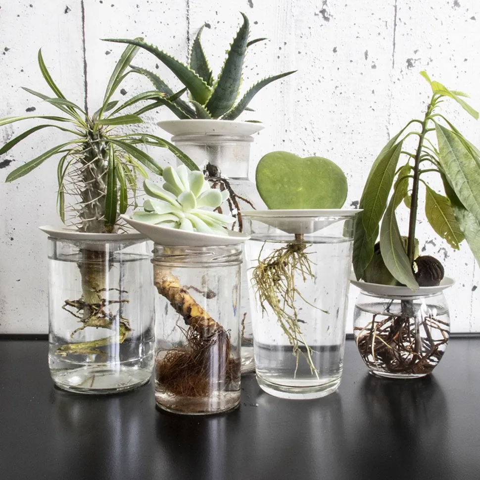 Hot Coffret de germination DIY Et Activités Créatives|Plantes