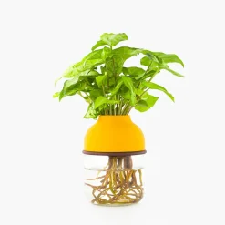 Best Sale Plante avec vase autonome Plantes