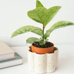 Hot Pot à arrosage autonome Plantes|Décoration Et Cocooning