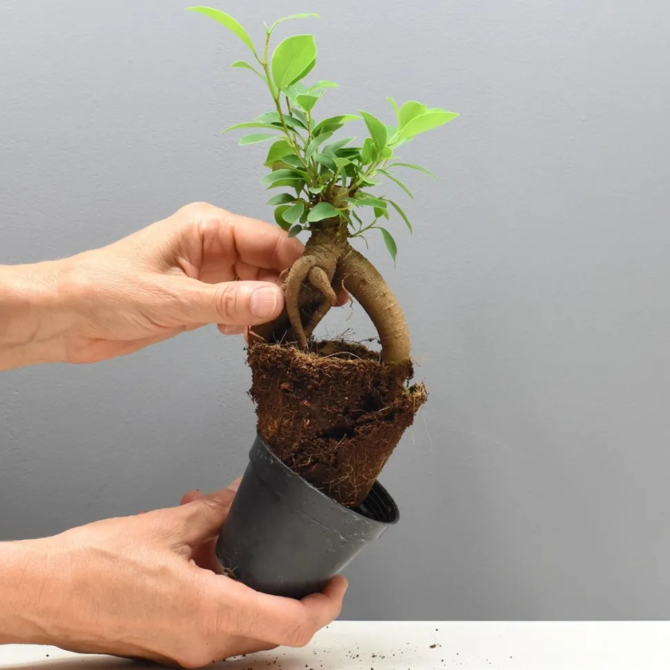 Discount Un terrarium à composer soi-même DIY Et Activités Créatives|Plantes